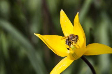 Bal arısı üzerinde sarı bir yabani Lale
