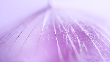 karahindiba tohum ile soyut kompozisyon