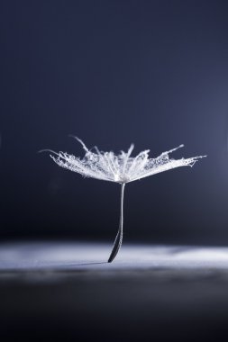 karahindiba tohum ile soyut kompozisyon