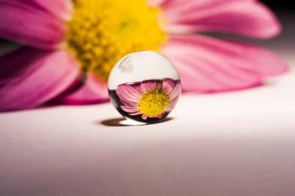 Upside down flower — Stock Photo, Image