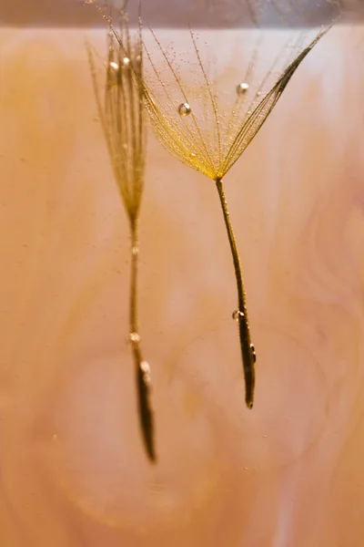 タンポポの種で抽象的な構成 — ストック写真