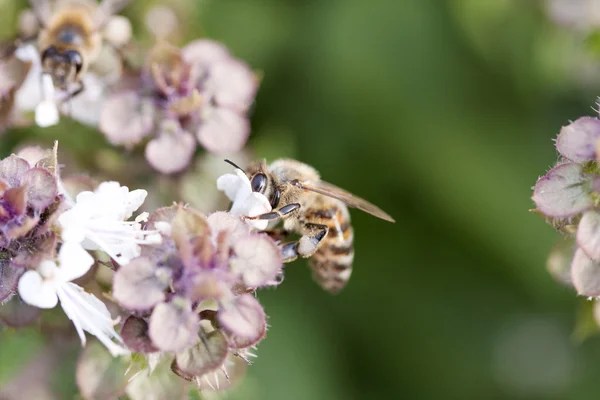 Mézelő méh egy basil növény virág — Stock Fotó