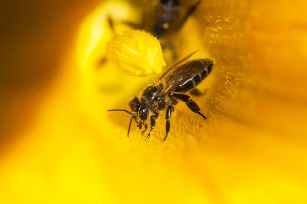 Detalles de una abeja miel — Foto de Stock
