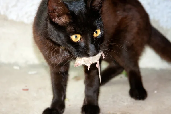 Kara kedi ve fare bir avcı — Stok fotoğraf