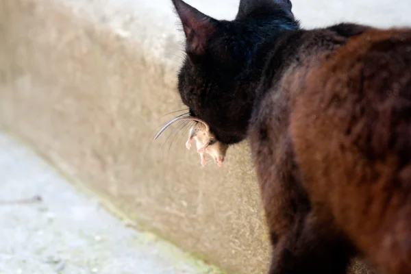 Černá kočka a myš v lovec — Stock fotografie