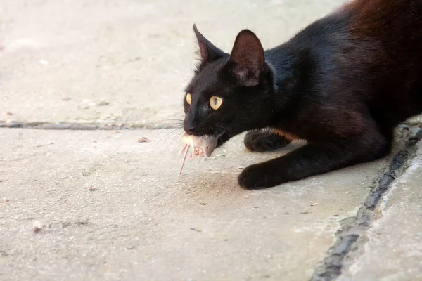 Black cat and mouse in a hunter — Stock Photo, Image