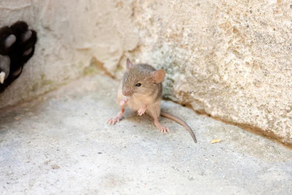 Black cat and mouse in a hunter — Stock Photo, Image