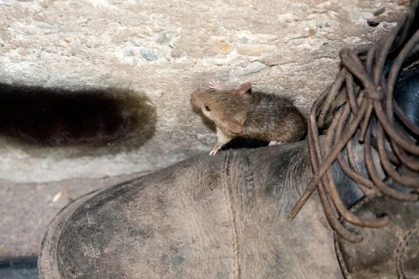 Black cat and mouse in a hunter — Stock Photo, Image