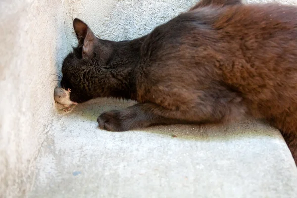 Μαύρη γάτα και ποντίκι σε ένας κυνηγός — Φωτογραφία Αρχείου