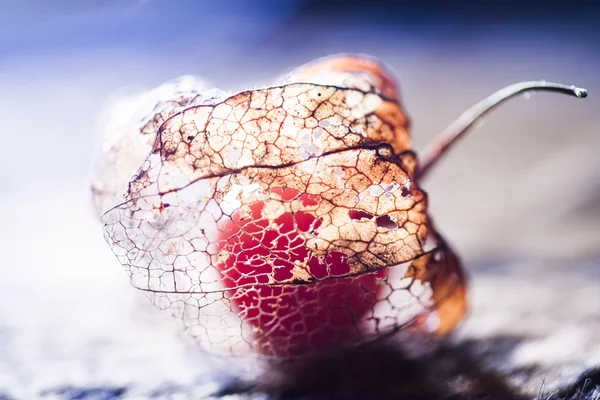 Fruto Dentro Una Planta Physallis Podrida —  Fotos de Stock