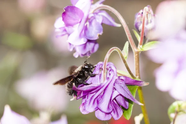 Flor de Columbina y abejorros —  Fotos de Stock
