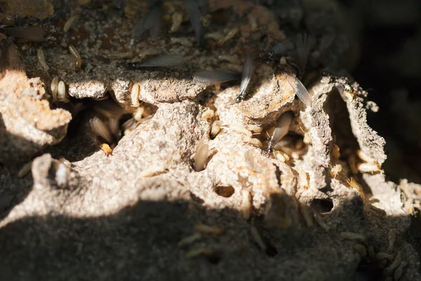 Termites on decomposing wood — Stock Photo, Image