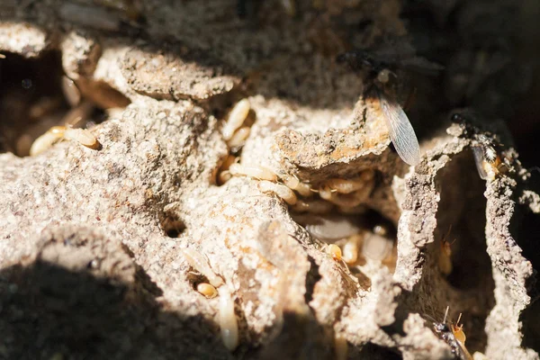 Termiten auf zersetzendem Holz — Stockfoto