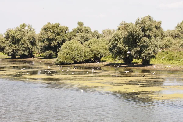 Danube Delta landscape — Stock Photo, Image