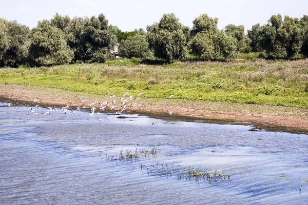 Danube Delta landscape — Stock Photo, Image