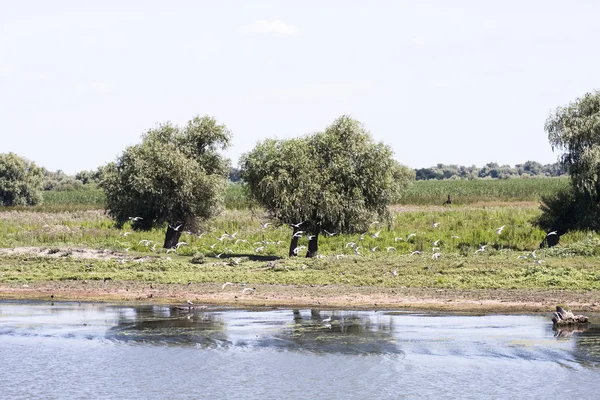Danube Delta landscape — Stock Photo, Image