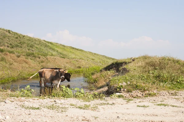 Paysage avec vaches — Photo