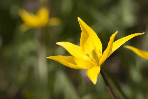 Yellow wild tulip — Stock Photo, Image