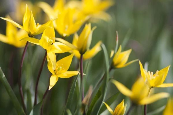 Tulipán salvaje amarillo —  Fotos de Stock