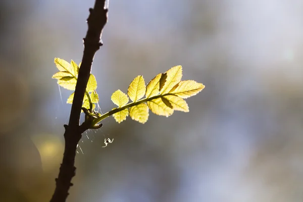 Světle zelené listy na tmavě zelená — Stock fotografie