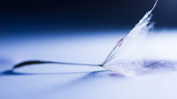 Abstract composition with dandelion seed — Stock Photo, Image