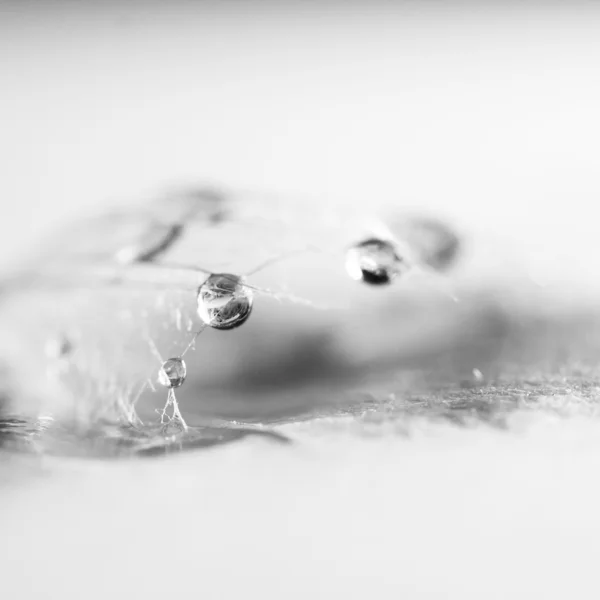 Gotas de água em sementes de dente de leão — Fotografia de Stock