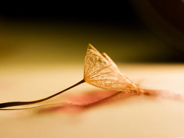 Абстрактный состав с семенем одуванчика — стоковое фото