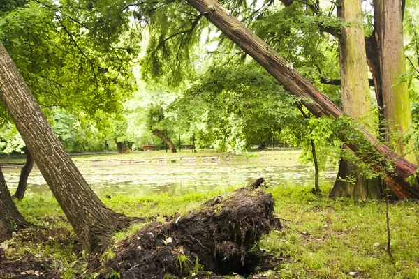 Park landscape — Stock Photo, Image