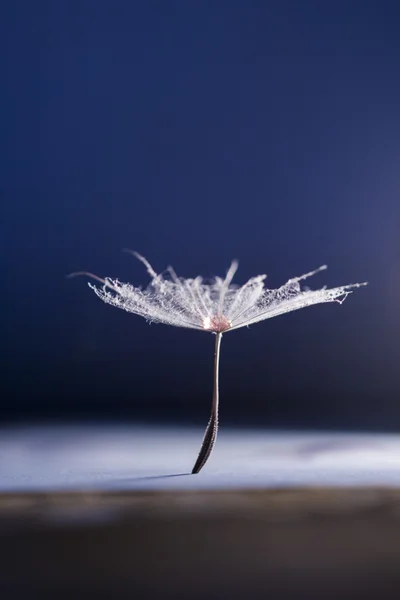 Abstract composition with dandelion seed — Stock Photo, Image