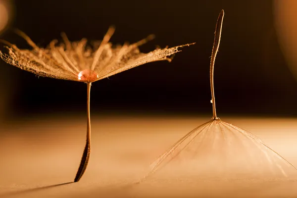 Abstract composition with dandelion seed — Stock Photo, Image