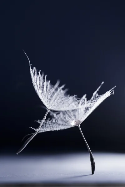 Abstract composition with dandelion seed — Stock Photo, Image