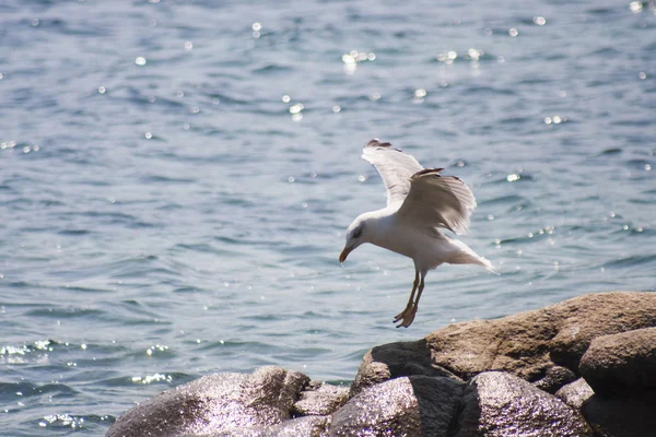 Landscape with water, rocks and seagull — Stock Photo, Image