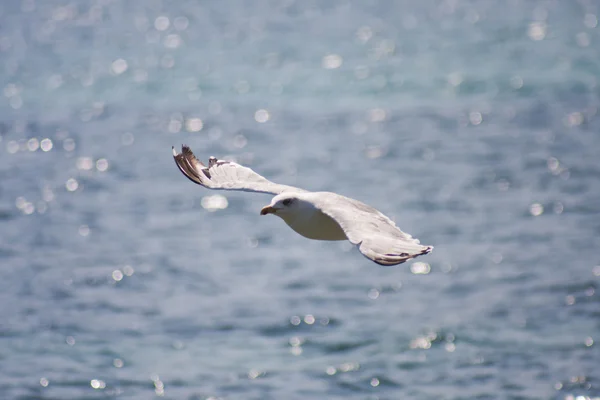 Чайка парит в голубом небе — стоковое фото