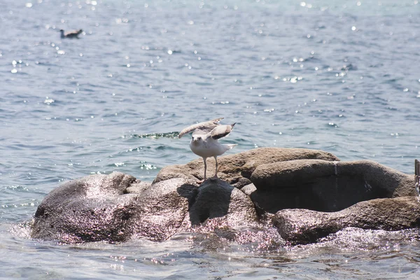 Landscape with water, rocks and seagulls — Stock Photo, Image