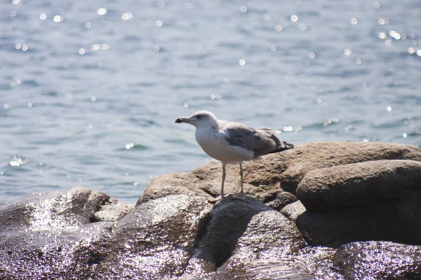 Paysage avec eau, rochers et mouette — Photo