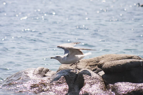 Paysage avec eau, rochers et mouette — Photo