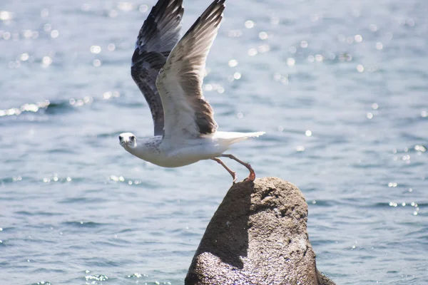 Paysage avec eau, rochers et mouette — Photo