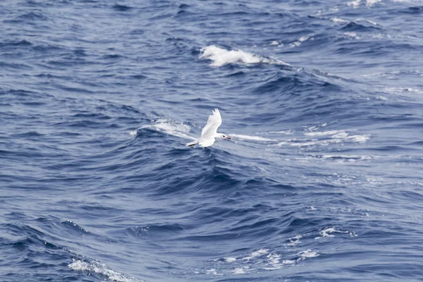 Gaviota blanca — Foto de Stock