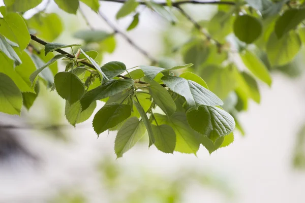 Green linden leaves — Stock Photo, Image