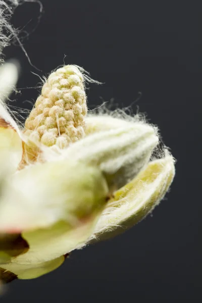 Chestnut bud — Stock Photo, Image