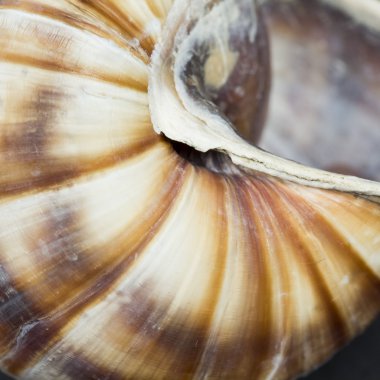 Orchard salyangoz (helix pomatia) - shell