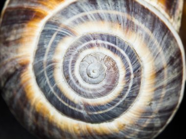 Orchard salyangoz (helix pomatia) - shell