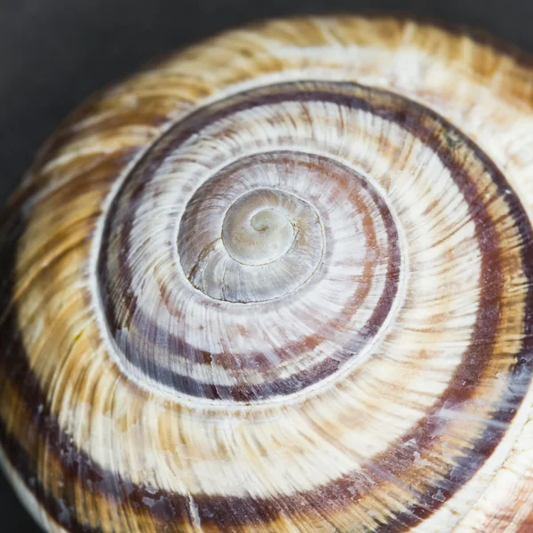 Orchard snail (Helix pomatia) - shell — Stock Photo, Image