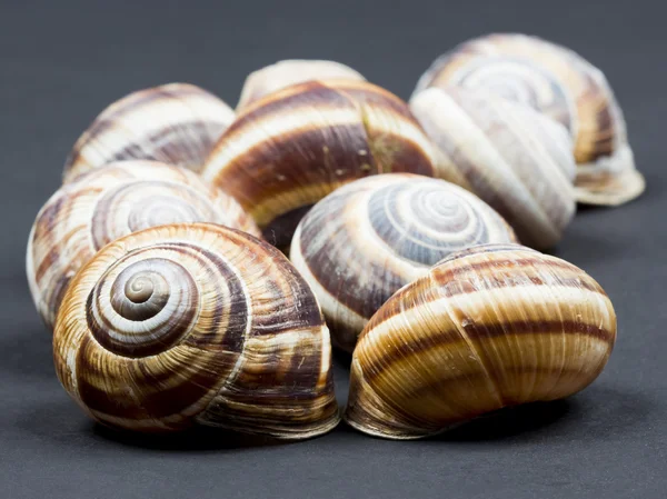 Orchard snail — Stock Photo, Image