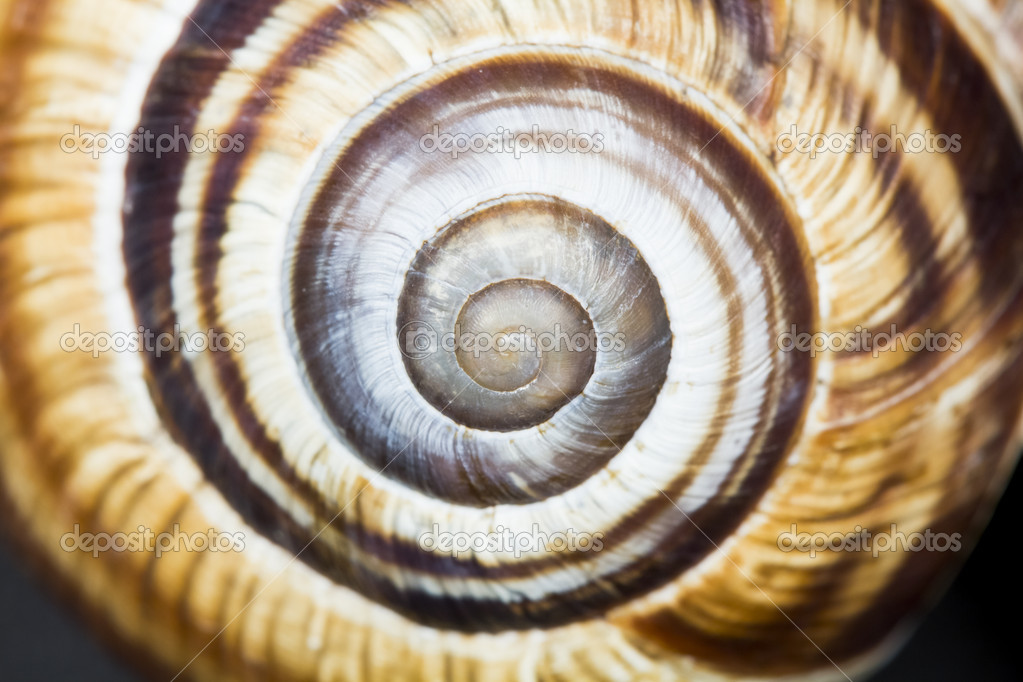 Orchard snail (Helix pomatia) - shell