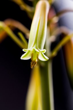 aloe vera çiçek