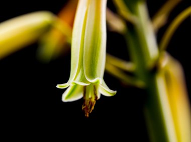 aloe vera çiçek