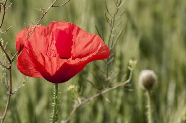 Buğday tarlasında haşhaş