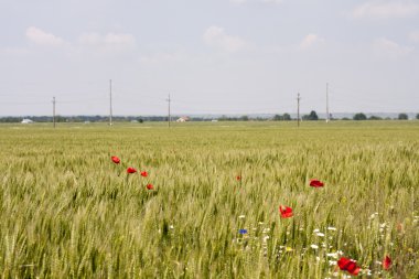 Buğday tarlasında haşhaş
