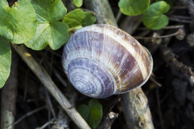 Orchard salyangoz (helix pomatia)